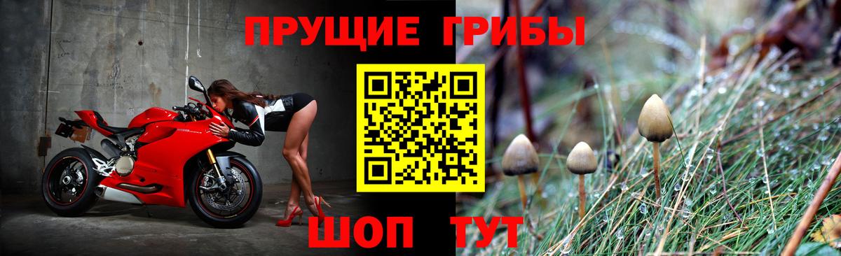 закладки  Вход с VPN  Каменка  Псилоцибиновые грибы Cubensis 